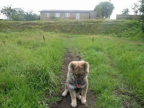 Eurasier Deco billede 14