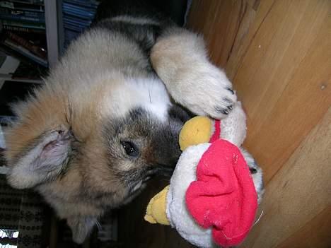 Eurasier Deco billede 15