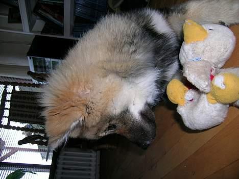 Eurasier Deco billede 16