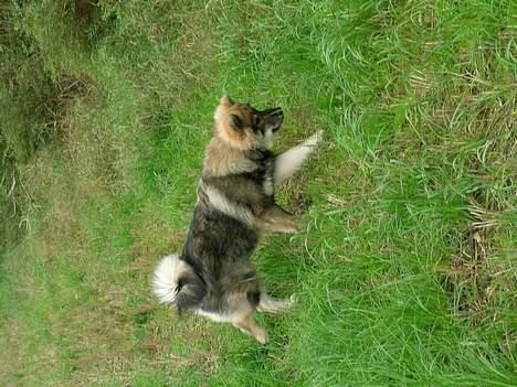 Eurasier Deco billede 17