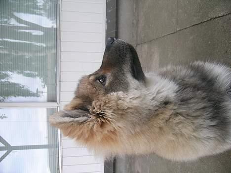 Eurasier Deco billede 18