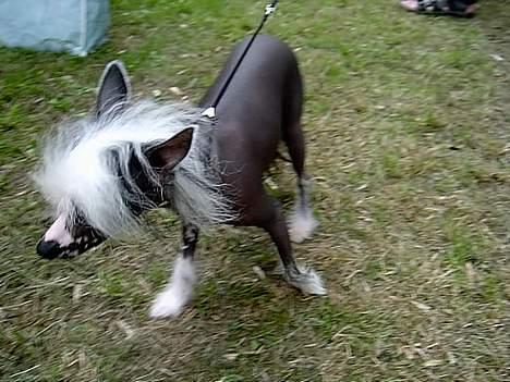 Chinese crested hårløs Dai-sy Star Caprisio - Dai-sy i Grenå 2006  1 præmie billede 1