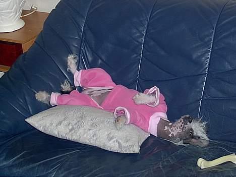 Chinese crested hårløs Dai-sy Star Caprisio - det er hårdt at være fotomodel,så jeg tager lige en slapper billede 2