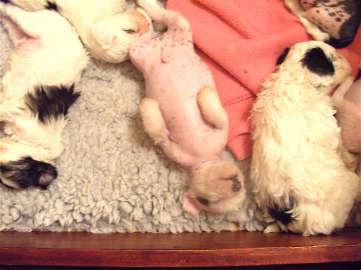 Chinese crested hårløs Dai-sy Star Caprisio - Sidste kuld hvalpe 6 stk flot ikke billede 3