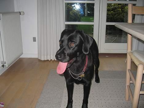 Labrador retriever Kiki billede 7