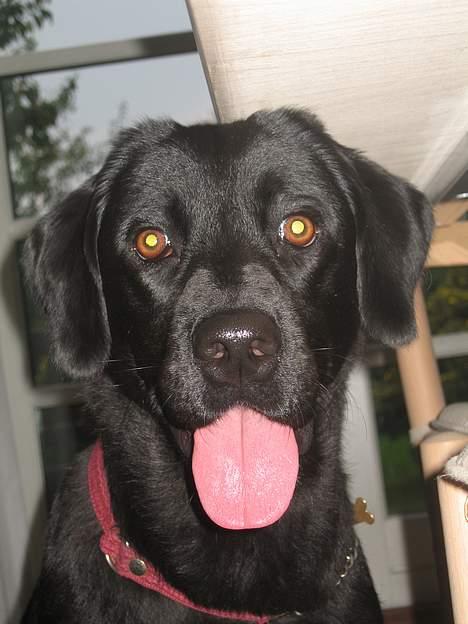 Labrador retriever Kiki billede 8