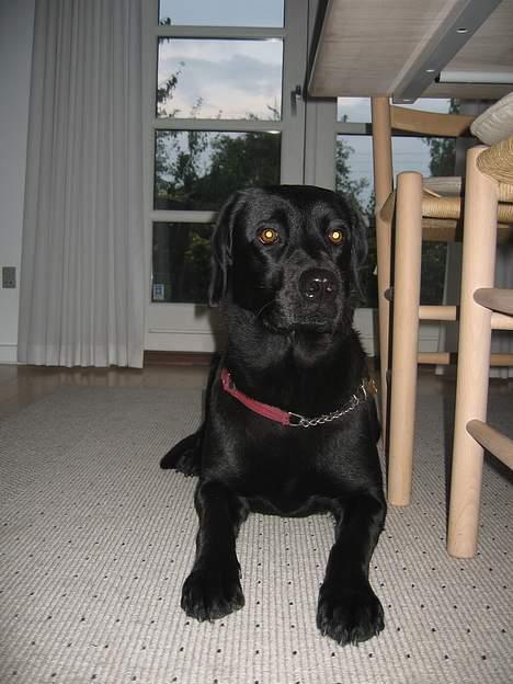 Labrador retriever Kiki billede 9