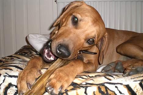 Rhodesian ridgeback Enya - mmm far har købt kødben... billede 11