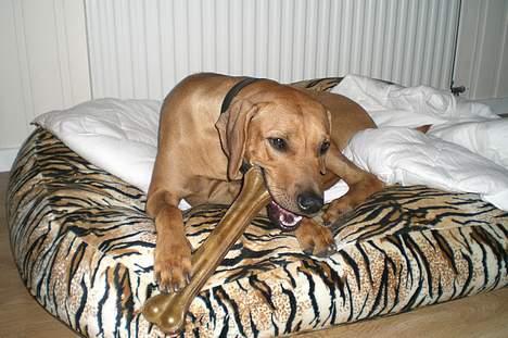 Rhodesian ridgeback Enya billede 12