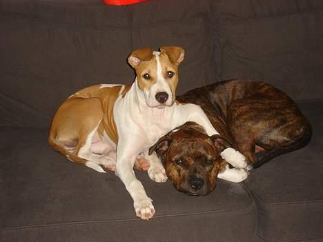 Blanding af racer Emma amstaff/ bullterrier - D. 12/9-06 Hygger vi os ikke mor? billede 20