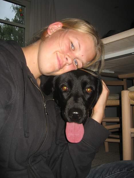Labrador retriever Kiki billede 10