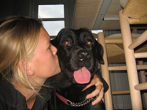 Labrador retriever Kiki billede 11