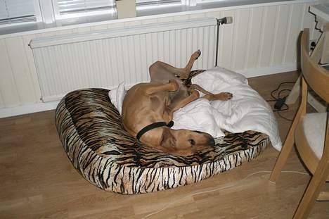 Rhodesian ridgeback Enya - puha..så kan jeg ik mere. billede 13