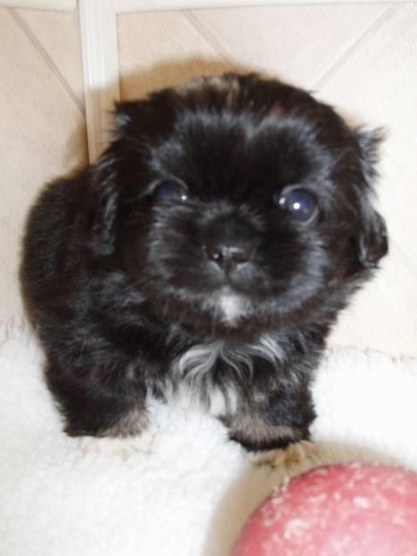 Pekingeser Trunte - Nu er jeg 5 uger gammel.. Er jeg ikk blevet stor???? billede 1