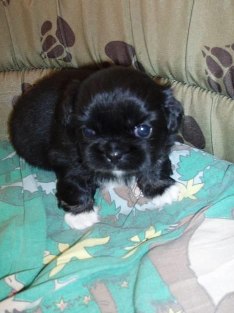 Pekingeser Trunte - Jeg gider ikk fotograferes... vil hellere over og have mælk billede 2