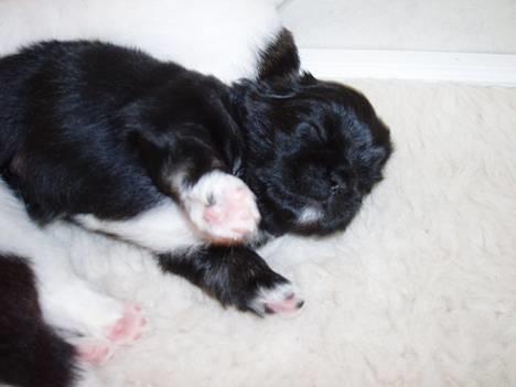 Pekingeser Trunte - Dejligt at kunne strække sig helt ud billede 3