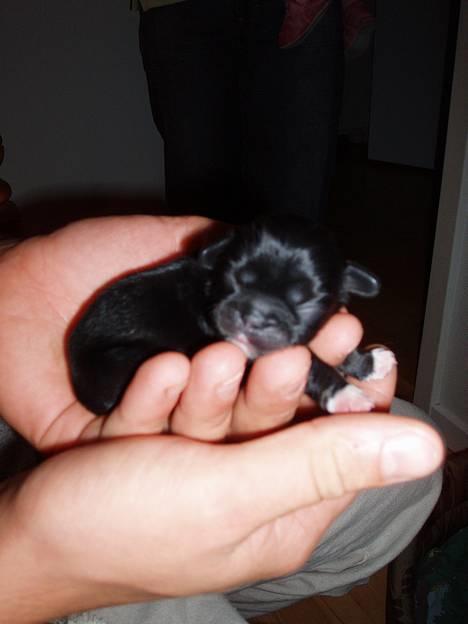 Pekingeser Trunte - kun et par dage gammel.. tager lige en lille lur billede 4