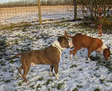 Amerikansk staffordshire terrier DK STAFF Get A Grib  - Mor og far billede 9