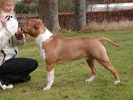 Amerikansk staffordshire terrier DK STAFF Get A Grib  - Brormand billede 10