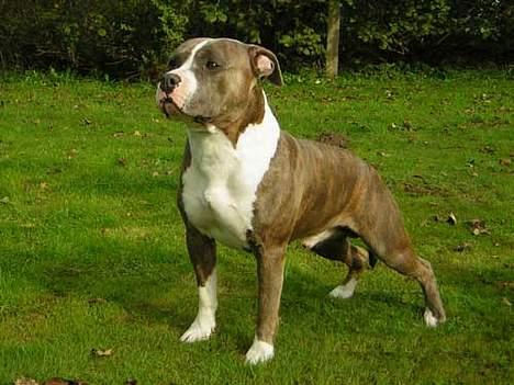 Amerikansk staffordshire terrier DK STAFF Get A Grib  - Daddy Cool aka Harry billede 11