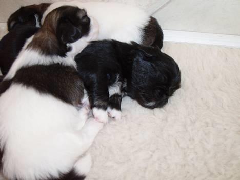 Pekingeser Trunte - Mine søskende maser mig billede 5