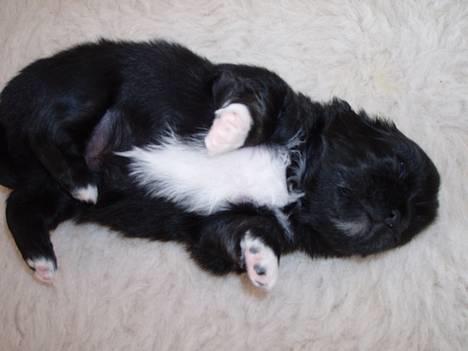 Pekingeser Trunte - Ryggen er god at ligge på billede 6