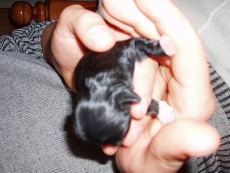 Pekingeser Trunte - Her er jeg kun et par dage gammel billede 7