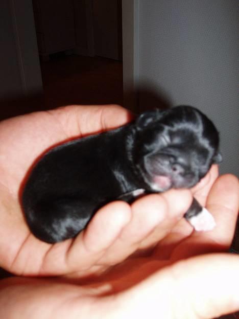 Pekingeser Trunte billede 8