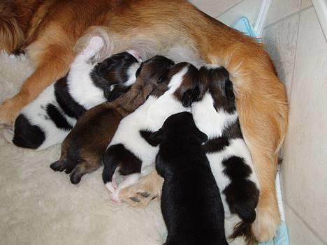 Pekingeser Trunte - Her er hele flokken... mine 2 brødre er til salg billede 9