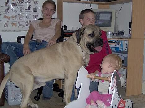 Mastiff SIMBA/FAGOT billede 6