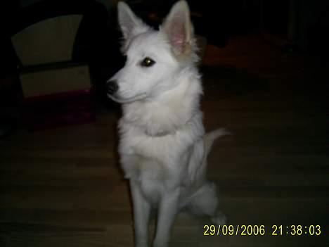 Blanding af racer Blondie 18-4- - Er jeg ikke blevet flot billede 2