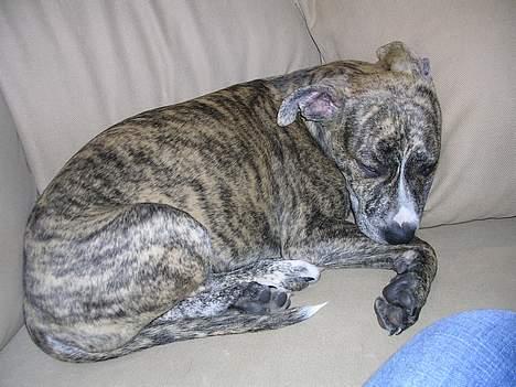 Amerikansk staffordshire terrier Zita billede 6