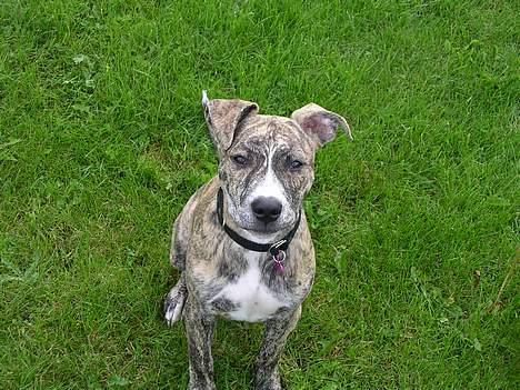 Amerikansk staffordshire terrier Zita billede 7