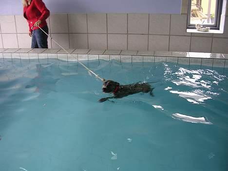 Amerikansk staffordshire terrier Zita billede 8