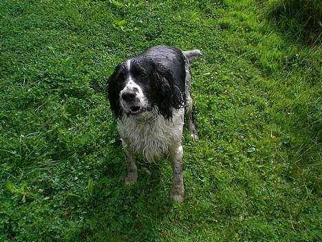 Engelsk springer spaniel Hansen *engel* - våde hanne billede 18