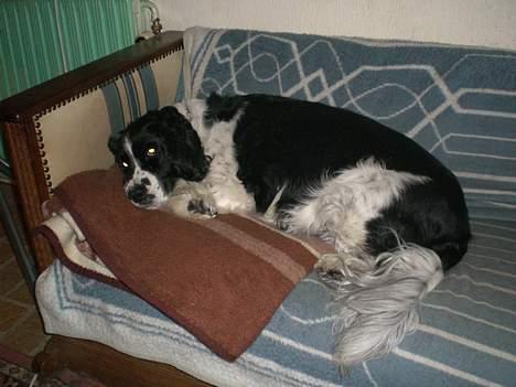 Engelsk springer spaniel Hansen *engel* - Hans i sin dejlige sofa... billede 19