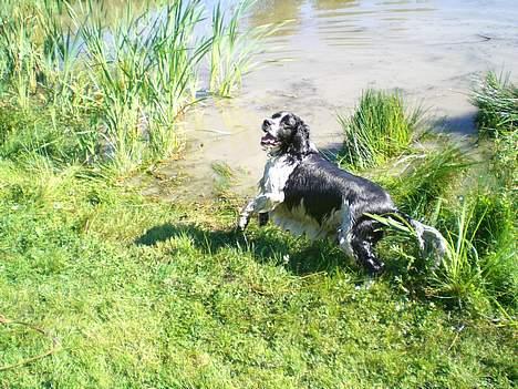 Engelsk springer spaniel Hansen *engel* - Hans er i sit es ved vandet;) billede 20