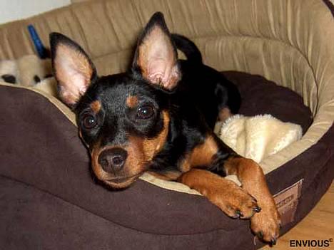 Dvaergpinscher Lille Lua Kahlúa - 4 1/2 måned billede 12