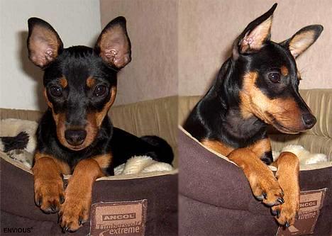 Dvaergpinscher Lille Lua Kahlúa - 4 1/2 måned billede 13