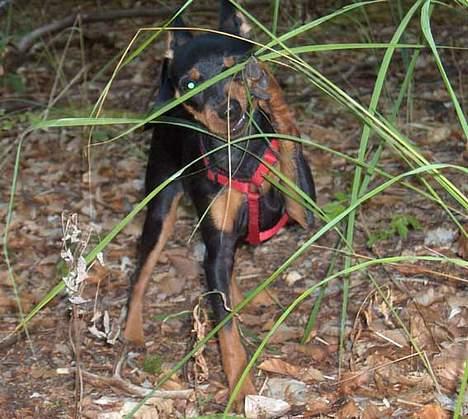 Dvaergpinscher Lille Lua Kahlúa - I skoven 5 måneder billede 14