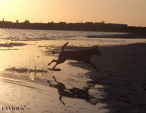 Dvaergpinscher Lille Lua Kahlúa - Jeg elsker at være på stranden, og er begyndt at synes at vand er noget dejligt noget *ss* Maj 07 billede 15
