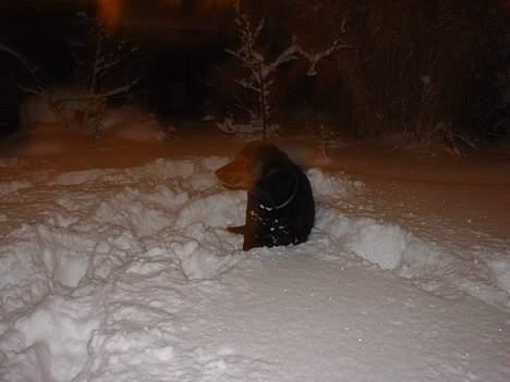 Labrador retriever Dixie  - Dixie i sneen, januar 2006 billede 12