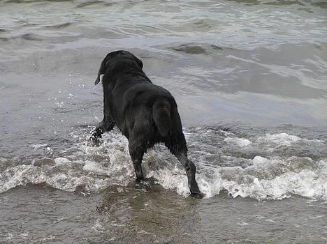 Labrador retriever Dixie  - Dixie på vej i bølgen blå i sommer 2006. <3 billede 13