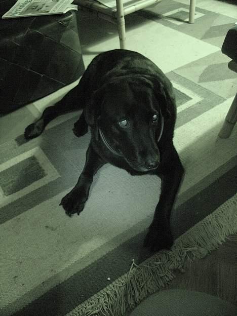 Labrador retriever Dixie  - hos min mormor som altid forkælede Dixie.. :) billede 14