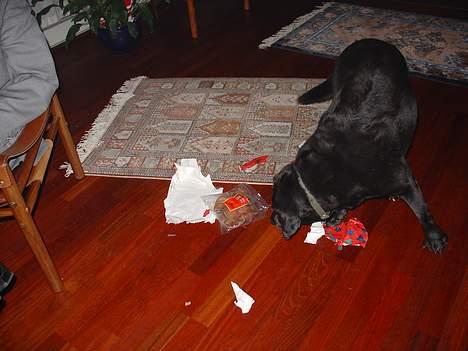 Labrador retriever Dixie  - julen 2005 - den mest begavede af alle; DIXIE !! Hun elskede selv at pakke sine gaver op - måske fordi indholdet primært var spiseligt? billede 15
