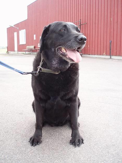 Labrador retriever Dixie  - Dixie som model.. hvilken herlig skabning hun var <33 billede 16
