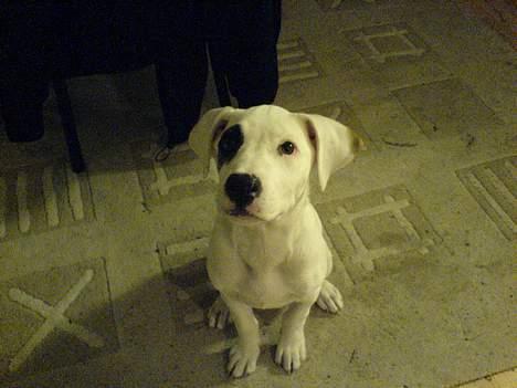 Amerikansk bulldog Fiona billede 10