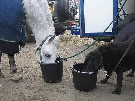 Labrador retriever Dixie  - Dixie & Romeo drikker vand.. de er begge elsket og savnet! <333 (Romeo er solgt) billede 17