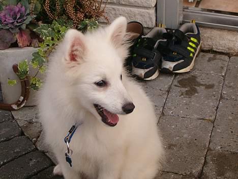 Japansk spids athos - hvad er det  billede 1