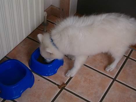 Japansk spids athos - mums det her mad smager godt billede 2